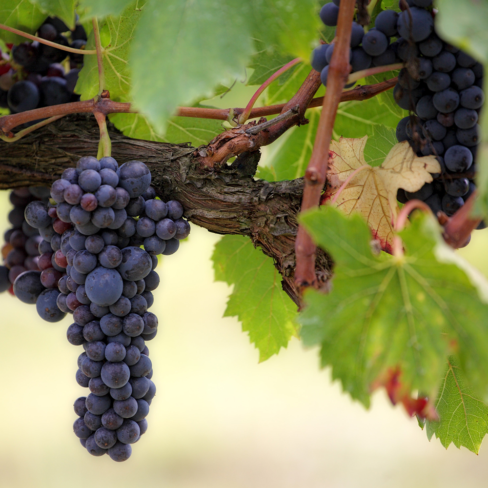 Racimos de uvas negras colgando de una vid con hojas verdes